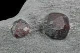 Plate of Two Red Embers Garnet in Graphite - Massachusetts #127808-2